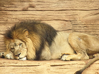 brown and black lion lying on brown wooden surface thumbnail