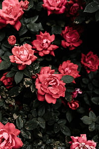 red rose thumbnail