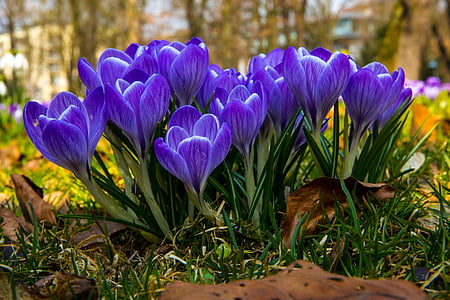 macro photo of purple crocus flowers in bloom thumbnail
