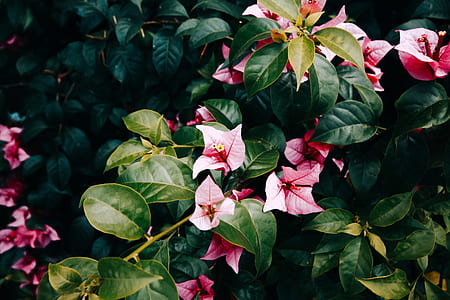 scenery of pink flower plant thumbnail