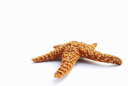 orange starfish thumbnail