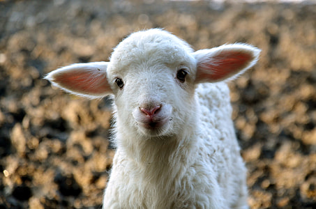 tilt shift lens photography of lamb thumbnail