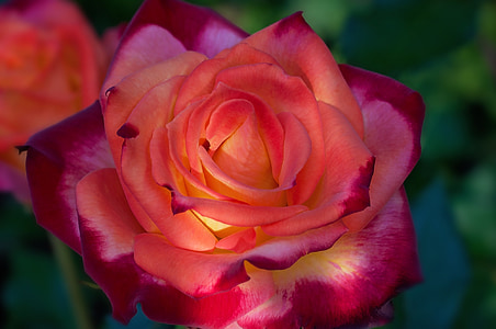 selective focus photograph of red rose thumbnail