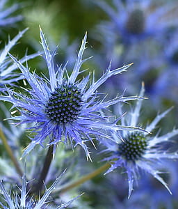 close-up photography of blue thistle flower thumbnail