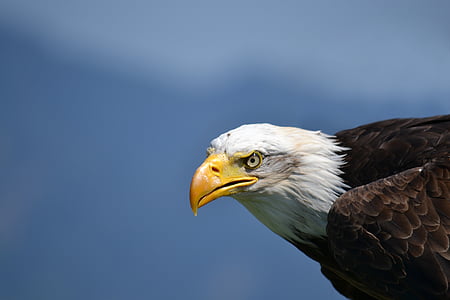 bald eagle taken during daytime thumbnail