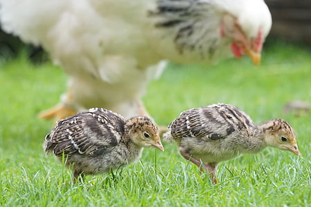 two brown chicks on green grass field thumbnail