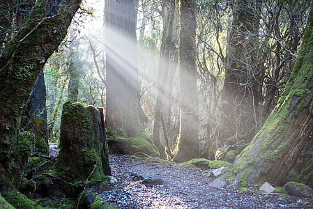 moss-covered trees during daytime thumbnail