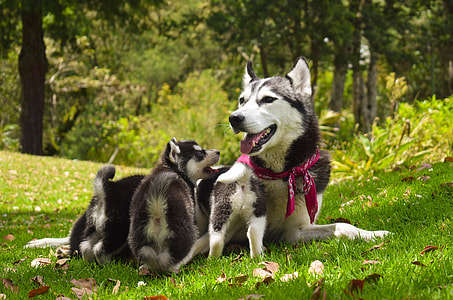 adult black and white Siberian husky with puppies on grass field thumbnail