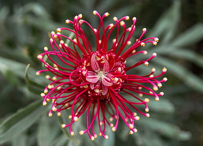 purple flower macro photography thumbnail