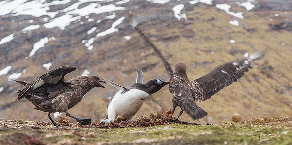 three birds perches on grass near mountain thumbnail