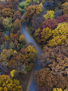 aerial photo of trees near roadway thumbnail