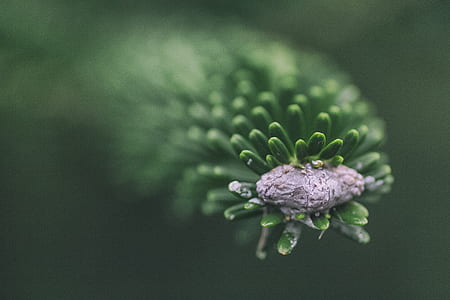 green leafed plant thumbnail
