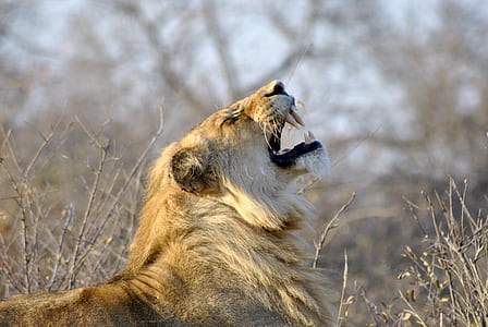 brown lion at forest thumbnail