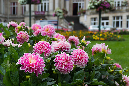 pink dahlia flowers on garden near beige painted building thumbnail