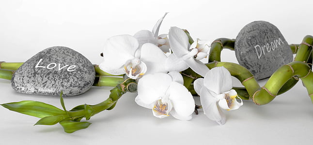 two gray stones and white flowers thumbnail