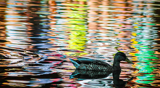 duck on body of water with ripples thumbnail