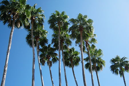 green coconut palm trees thumbnail