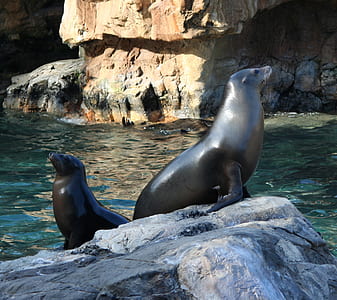 two sealions on rock thumbnail