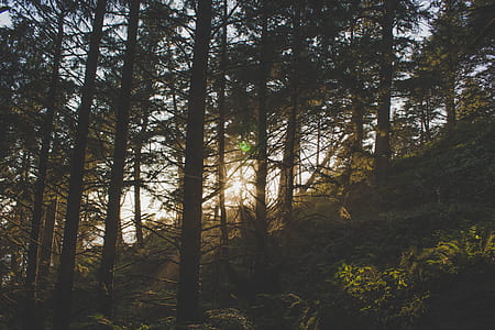 low light photo of forest thumbnail
