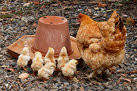brown and black hen with chick thumbnail