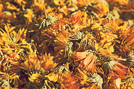 orange flower thumbnail