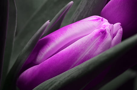 purple Tulips flower thumbnail