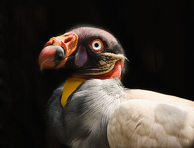 dodo bird thumbnail
