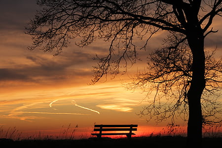 silhouette of bench near tree at golden hour thumbnail
