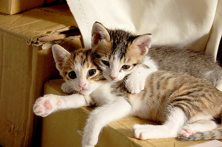 two brown tabby cats lying on cardboard box thumbnail