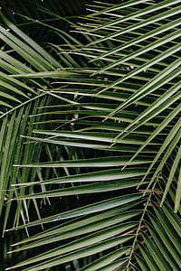 Tropical palm leaves, floral pattern background thumbnail