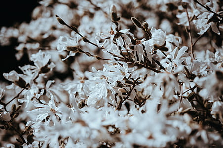 white flowers on branch thumbnail