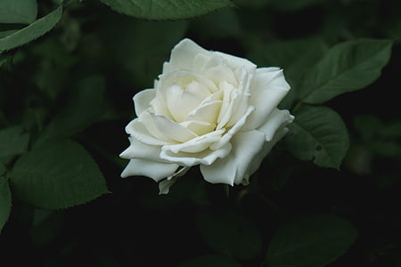 green plants with white flower thumbnail
