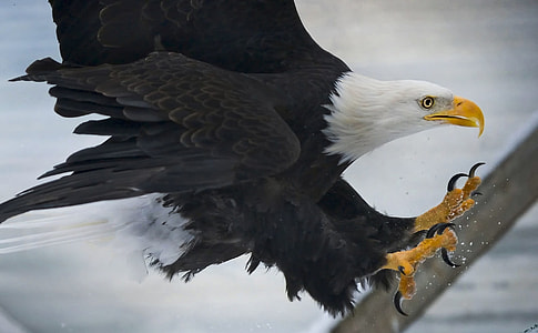 black and white eagle thumbnail