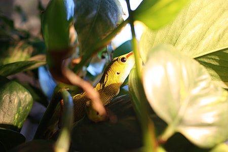 The Gecko, Lizard thumbnail