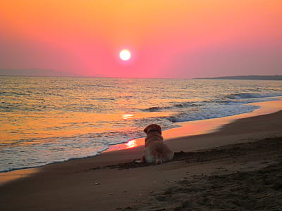 adult yellow Labrador retriever lying on seashore thumbnail