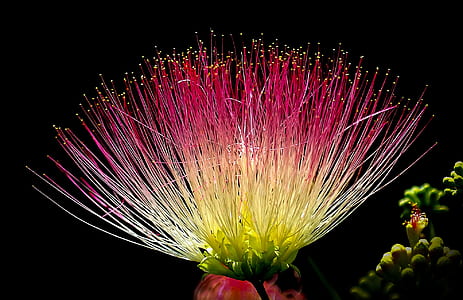 colorful, flower, bloom, blossom thumbnail