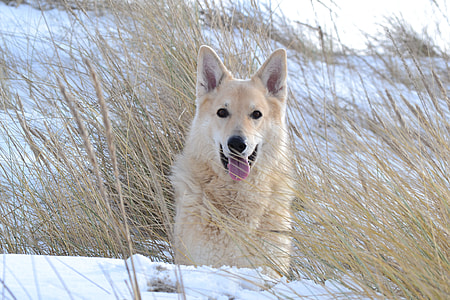 white shepherd dog thumbnail