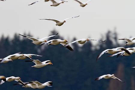 flying white migratory birds thumbnail