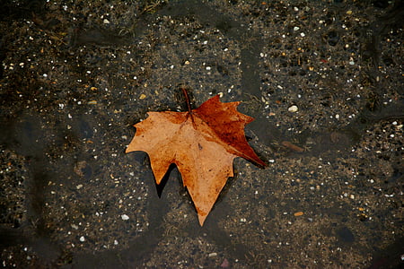 brown maple leaf on brown surface thumbnail