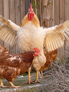brown rooster with open wings thumbnail