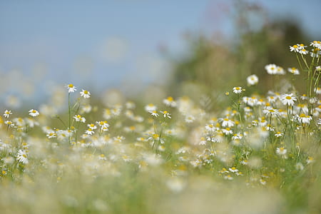 nature, field, flowers, grass thumbnail