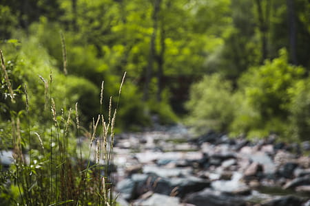 Grass by creek surrounded with trees thumbnail
