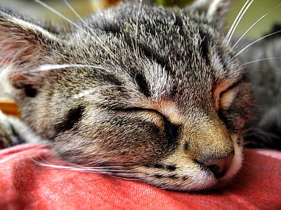 grey cat sleeping on red textile thumbnail