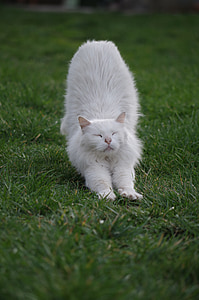 white cat stretching on green grass selective focus photography thumbnail