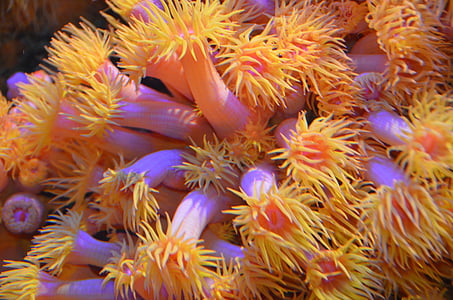closeup photo of yellow flowers thumbnail
