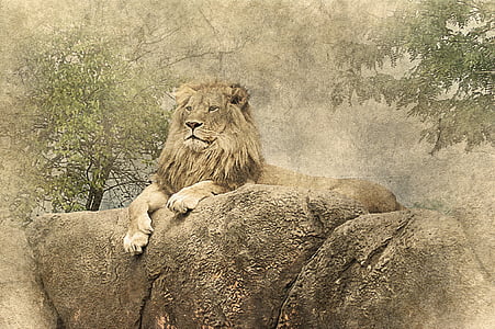 lion sitting on stone thumbnail