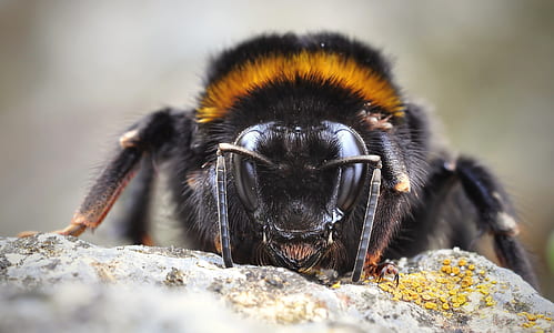 macro photography of honeybee thumbnail