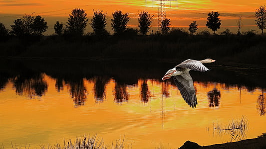 duck flying on top of body of water thumbnail