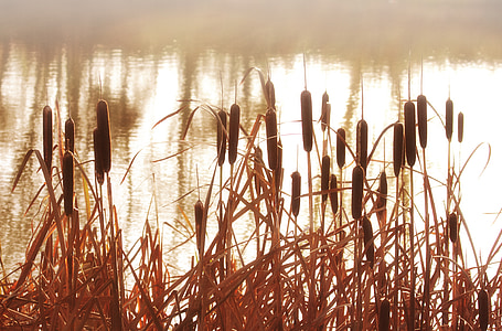 cattails near body of water at daytime thumbnail