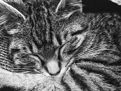 Tabby Cat Sleeping thumbnail